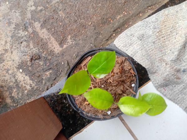 Identificação da planta Combava - mutação por foto