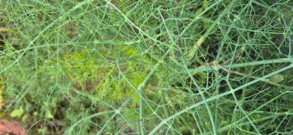 Identificação da planta Funcho por foto