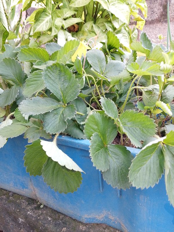 Identificação da planta morangueiro por foto