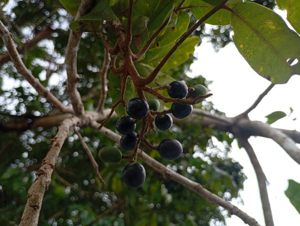 Identificação da planta Pau-pombo por foto