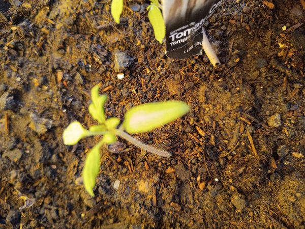 Identificação da planta Tomate por foto