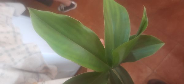 Identificação da planta Cana-do-brejo por foto