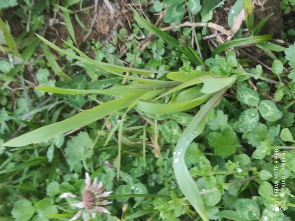 Identificação da planta Trevo branco por foto