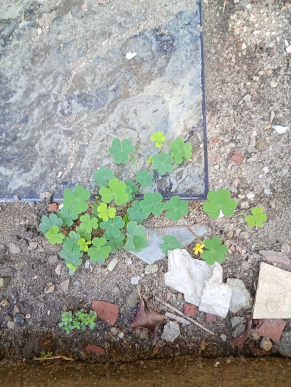 Identificação da planta Trevo de três folhas por foto
