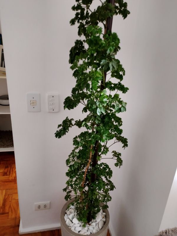 Identificação da planta Bonsai-Havaí por foto