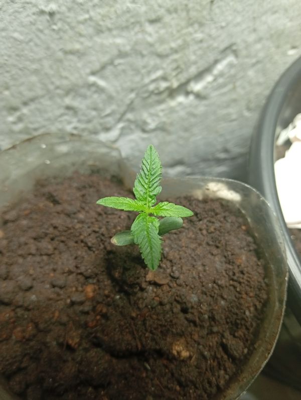 Identificação da planta Maconha por foto