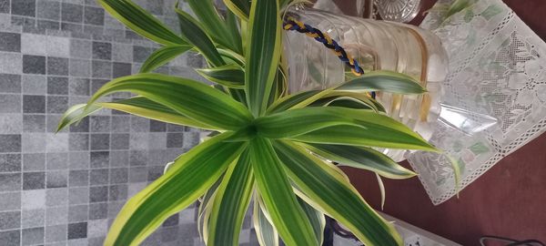 Identificação da planta Bambu da Sorte por foto