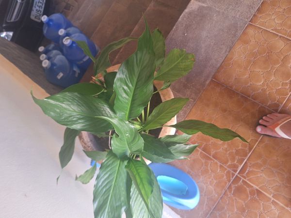 Identificação da planta Como cuida do lirio por foto