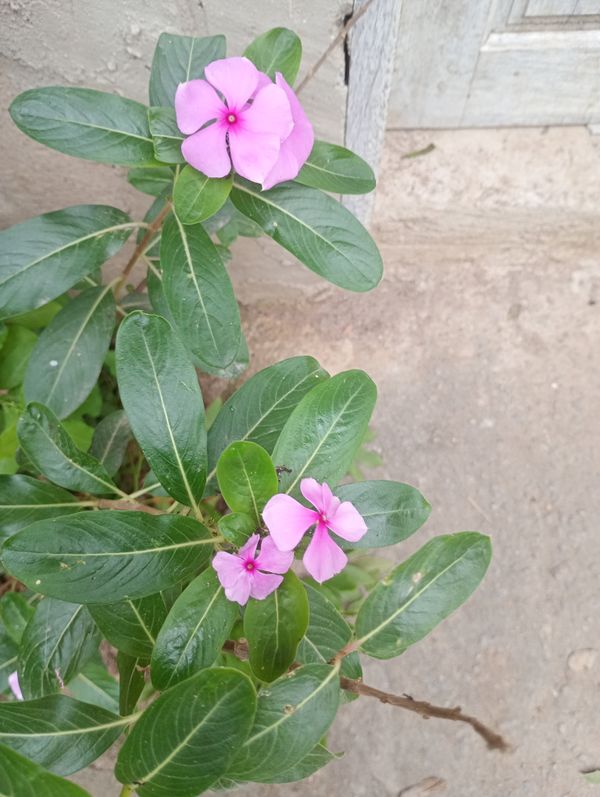 Identificação da planta Vinca por foto