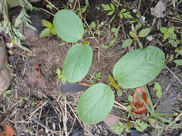 Identificação da planta Feijão-caupi por foto