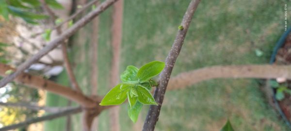 Identificação da planta Caqui por foto