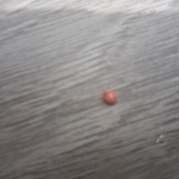 Identificação da planta Aroeira Salsa por foto
