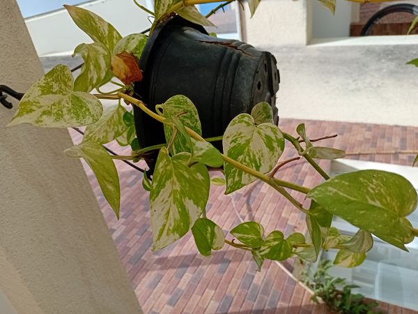 Identificação da planta Jiboia por foto