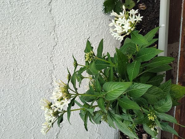 Identificação da planta Estrela-do-egito por foto