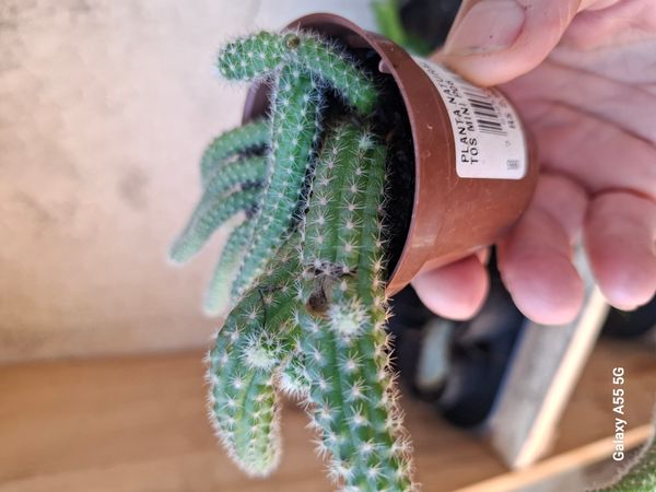 Identificação da planta Cacto-amendoim por foto