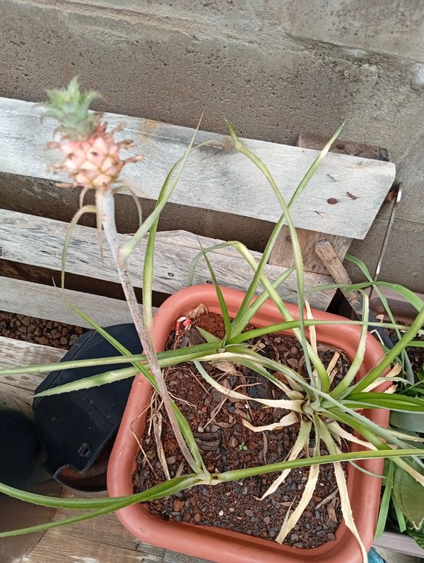 Identificação da planta Abacaxi por foto