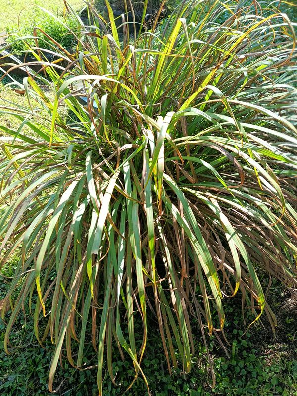 Identificação da planta Capim-limão por foto