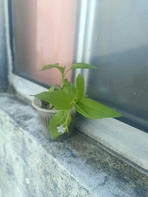 Identificação da planta Cipó-uva por foto