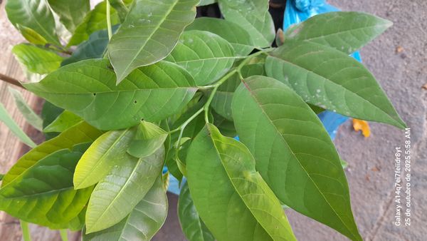 Identificação da planta Fruta-do-conde por foto