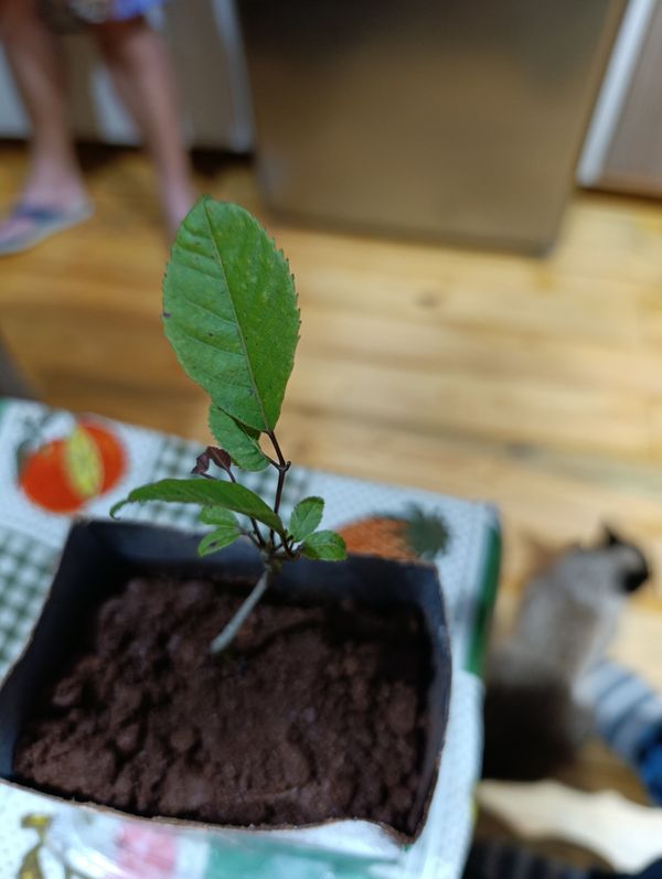 Identificação da planta Ipê Rosa por foto