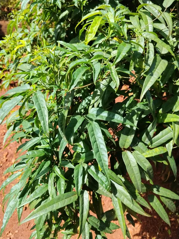 Identificação da planta Crajirú por foto
