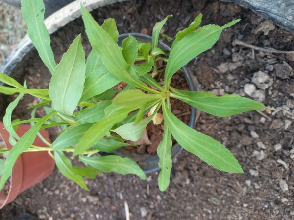 Identificação da planta Vassourinha-dourada por foto