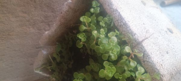 Identificação da planta Brilhantina por foto