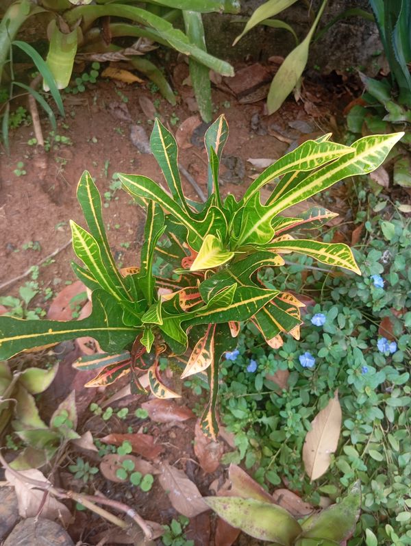 Identificação da planta Cróton por foto