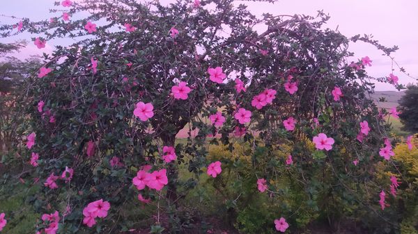 Identificação da planta Hibisco por foto