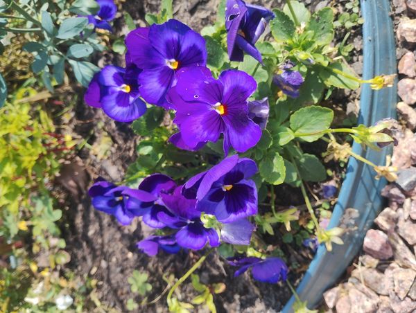 Identificação da planta Violeta por foto