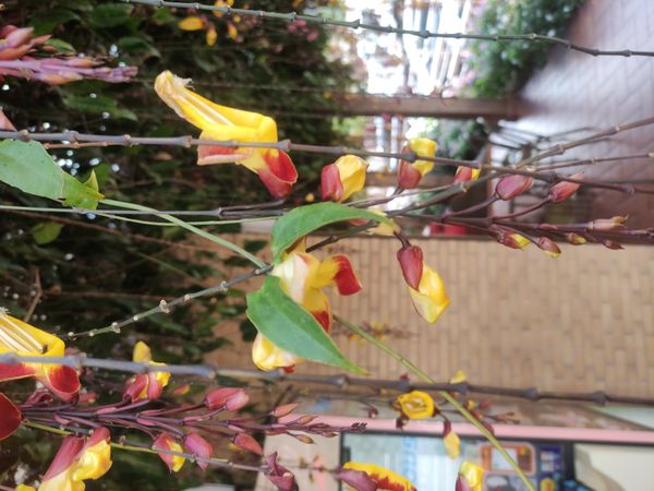 Identificação da planta Sapatinho-de-judia por foto