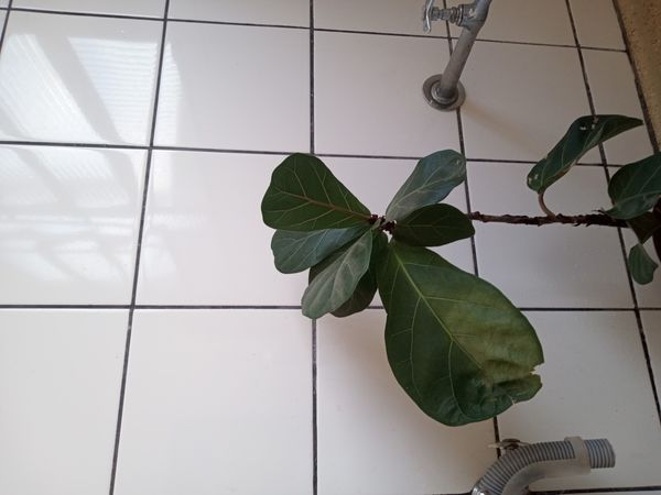 Identificação da planta Figueira-lira por foto