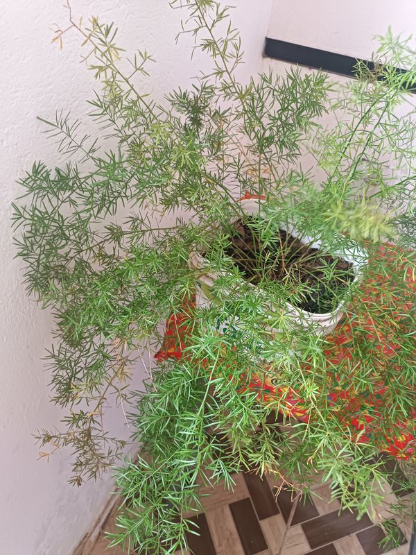 Identificação da planta Alfinete por foto