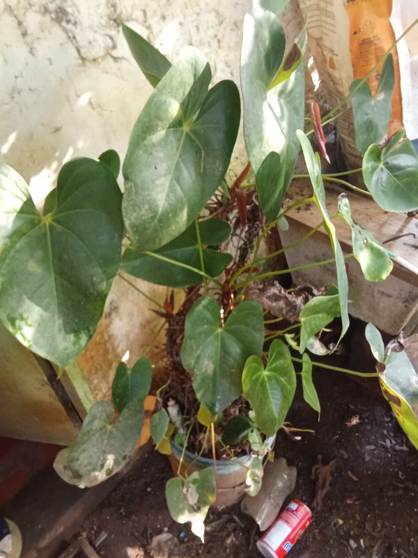 Identificação da planta Micro antúrio por foto