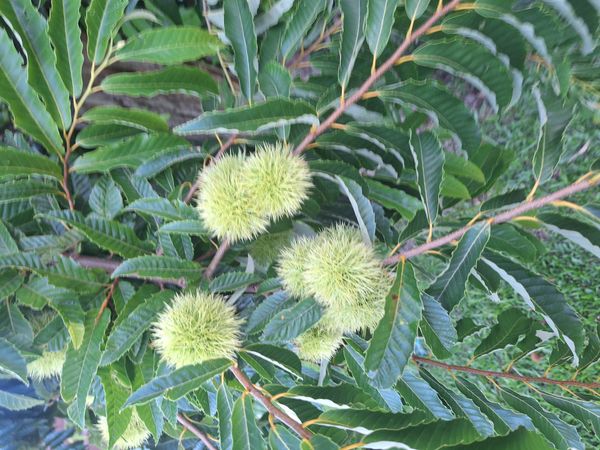 Identificação da planta Castanheira japonesa por foto
