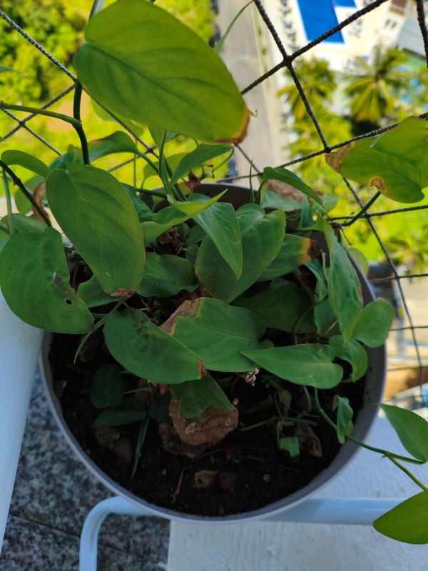 Identificação da planta Costela de eva por foto