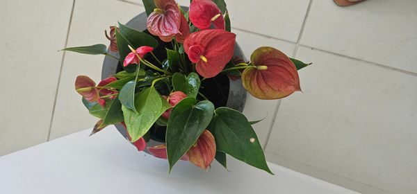 Identificação da planta Micro antúrio por foto