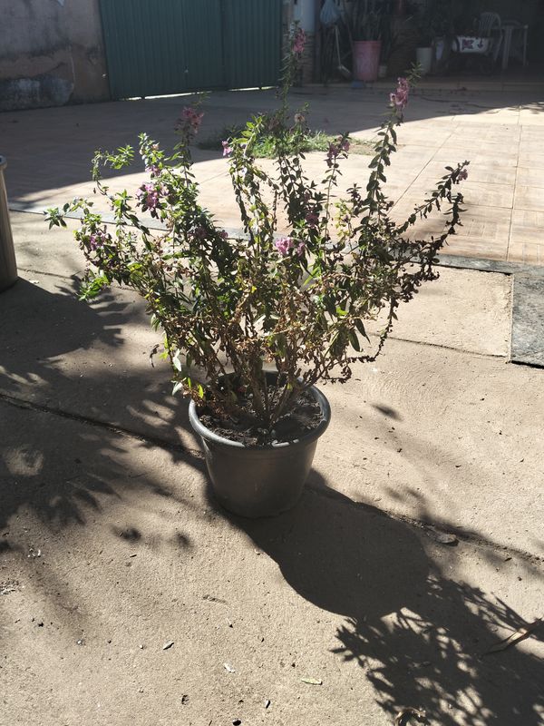 Identificação da planta Angelônia por foto