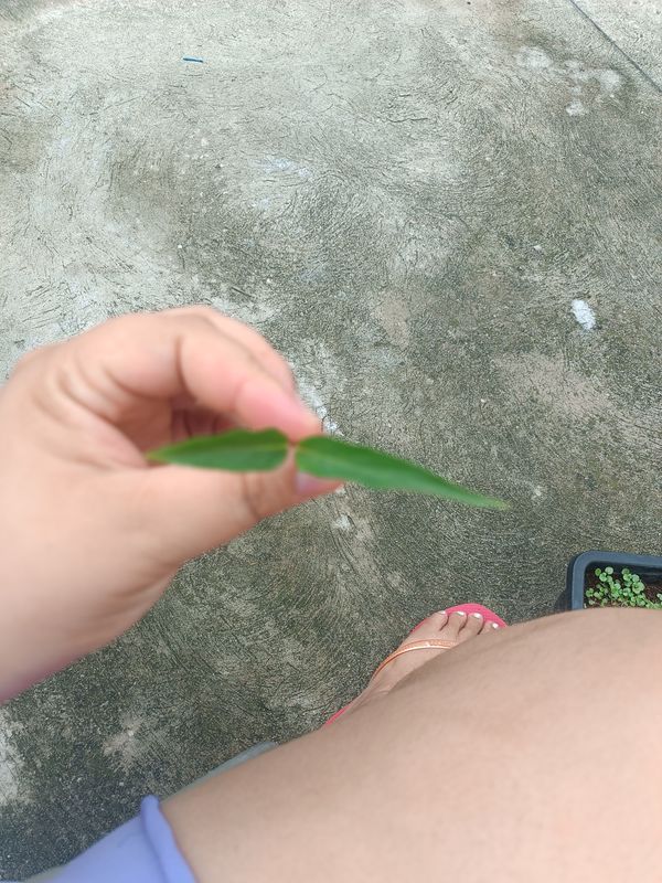 Identificação da planta Trepadeira - Asa Vermelha por foto