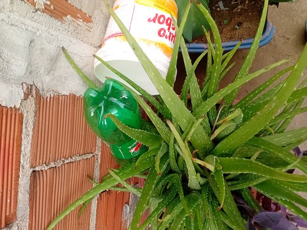 Identificação da planta Babosa por foto