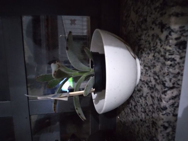 Identificação da planta Planta-panda por foto