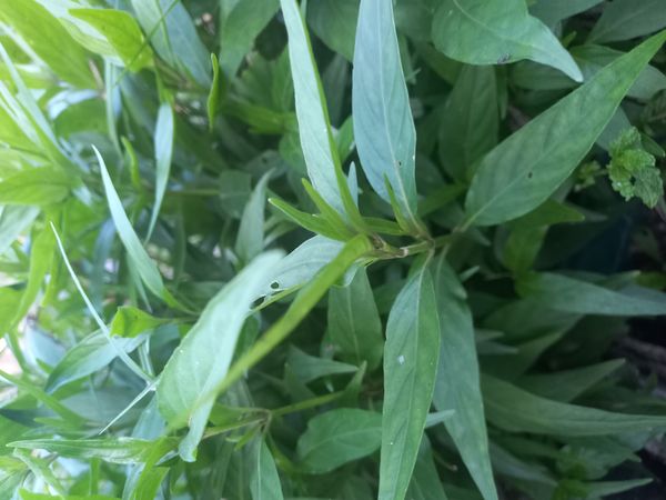Identificação da planta Abre caminho por foto