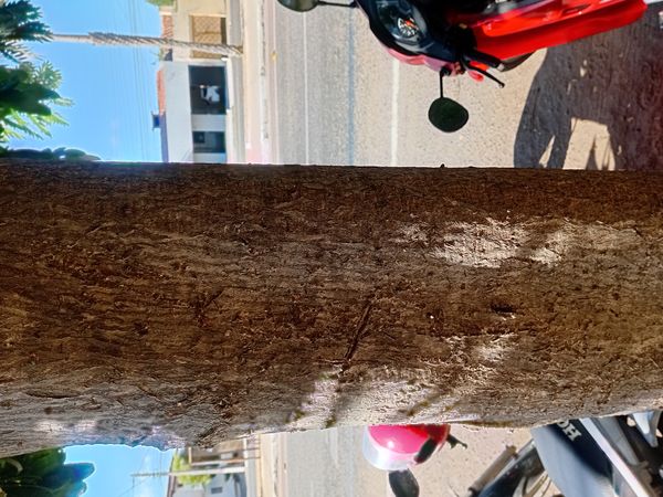 Identificação da planta Tulipeira-do-gabão por foto