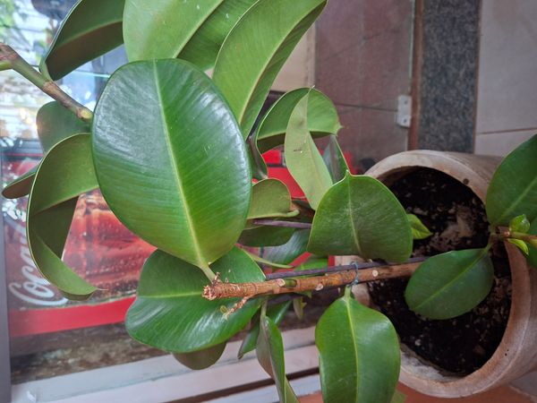 Identificação da planta Figueira-indiana por foto