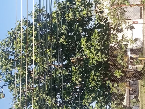 Identificação da planta Fruta-pão por foto