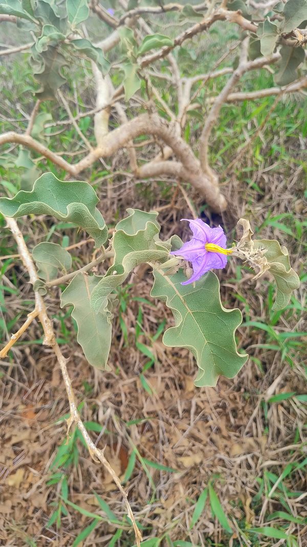 Identificação da planta Lobeira por foto