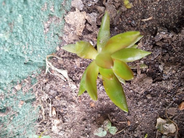 Identificação da planta Sedum rubrotinctum por foto
