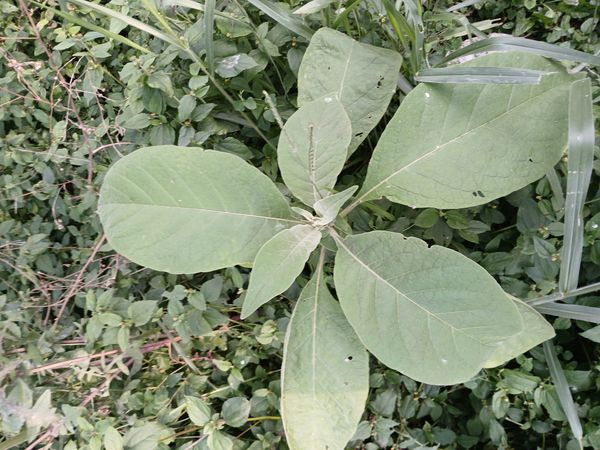 Identificação da planta Fumo-bravo por foto