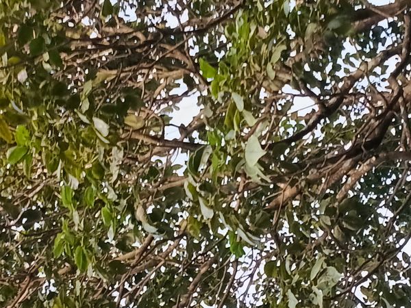 Identificação da planta Trapiá por foto