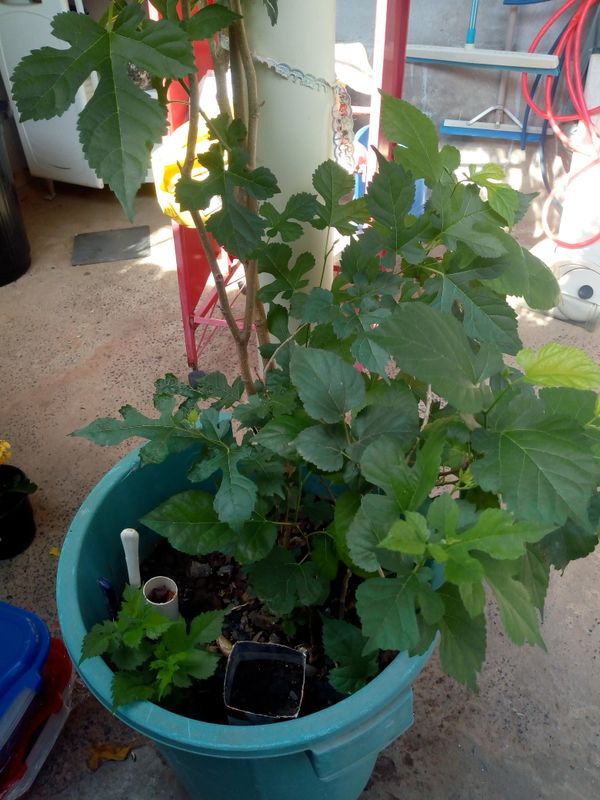 Identificação da planta Amora por foto
